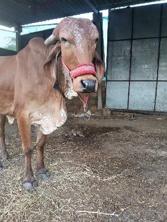 વાસળી વેચવાની છે