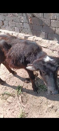 થંબનેલ 3