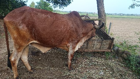 બળદ વેચવાનો છે