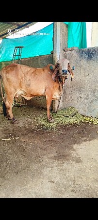 આ ગાઈ વેસવાની છે