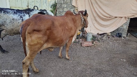 थंबनेल 2