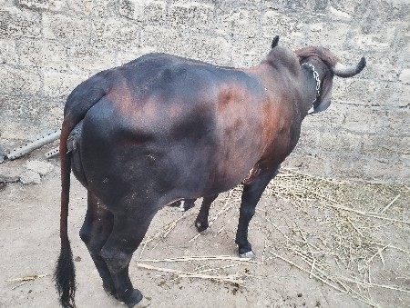 थंबनेल 2