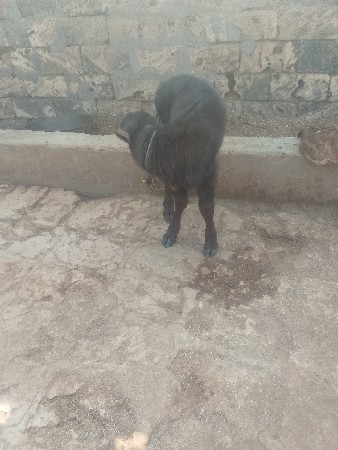 ભેંસ વેચવાની છે