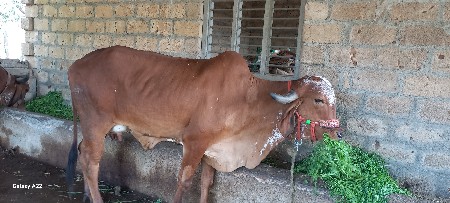 थंबनेल 2