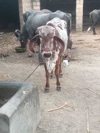 थंबनेल 3