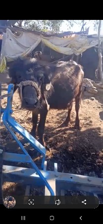 પાડી વેશવાનીસે