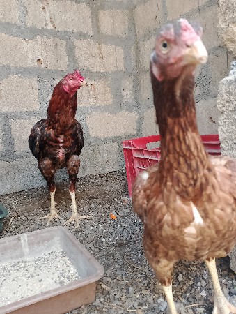 desi asil egg murgha malijase