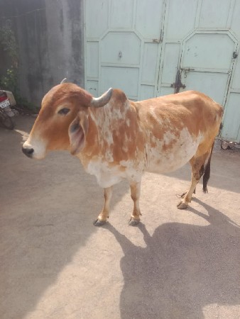 थंबनेल 3