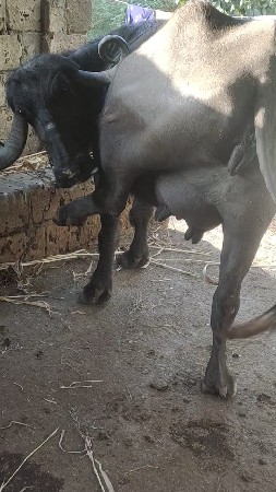 બીજું વેધર