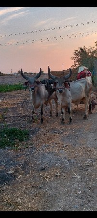 વેસવાના છે 2વાવણી વાવેલ સે