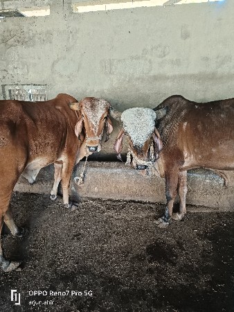 વેચવાના છે