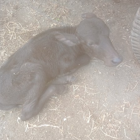 थंबनेल 3