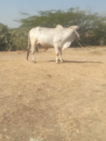 થંબનેલ 3