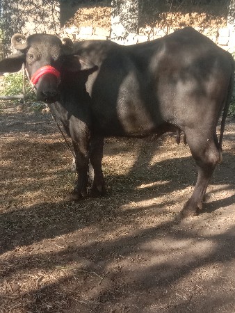 આ ભેંસ વેચવાની છે