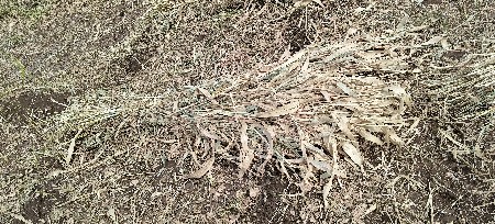 જુવાર નો સારો વેચવા નો છે