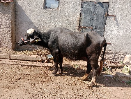 थंबनेल 3