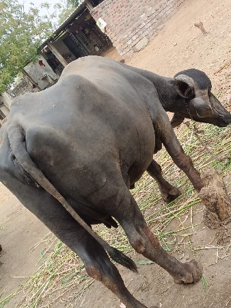 થંબનેલ 2