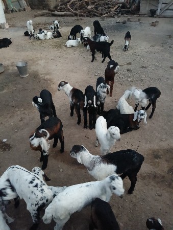 થંબનેલ 3