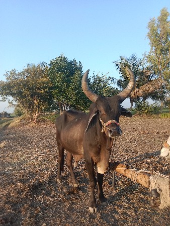 थंबनेल 3