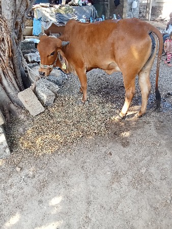 ગાય વેચવાની છે
