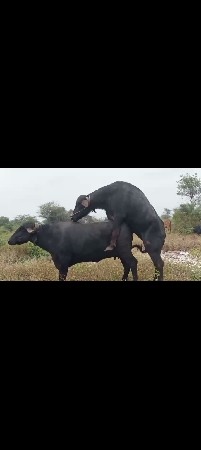 પડો વેચવાનો છે