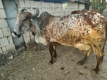 थंबनेल 3