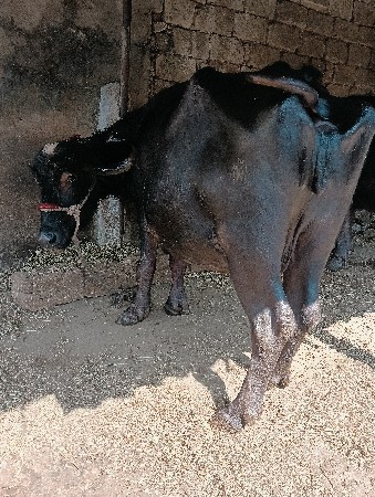 થંબનેલ 2