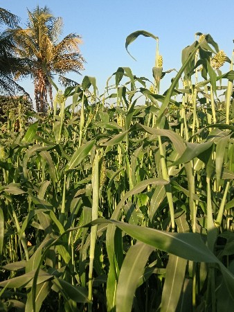 લીલી જુવાર 3 વીઘાની વેચવાની છે