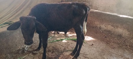 थंबनेल 3