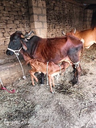 थंबनेल 4