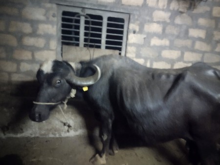 ભેંસ વેચવાની છે
