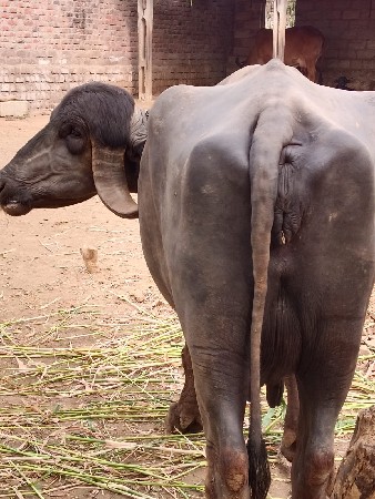 વેસવઃની છે