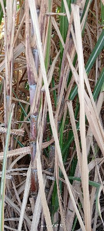 શેરડી વેચવાની છે