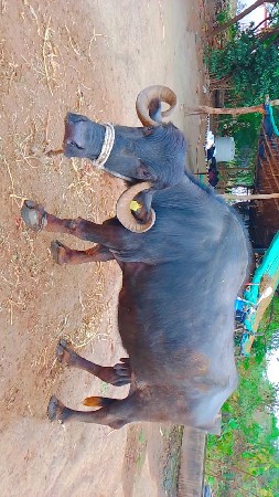 थंबनेल 3