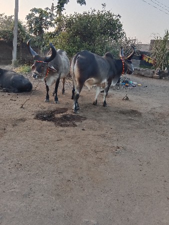 ગોઢલ વેચવાનાછે