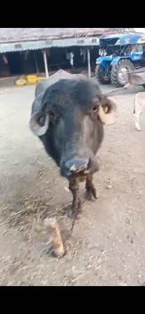 ભેંસ વેચવાની છે