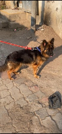 જર્મન લોંગ કોટ ફિમેલ વેસવા ની છે