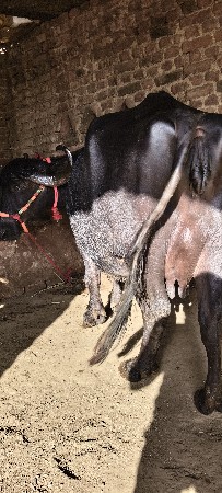 થંબનેલ 2