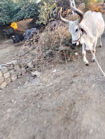 थंबनेल 2