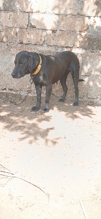 સાટા માઁ કબૂતર હાલે