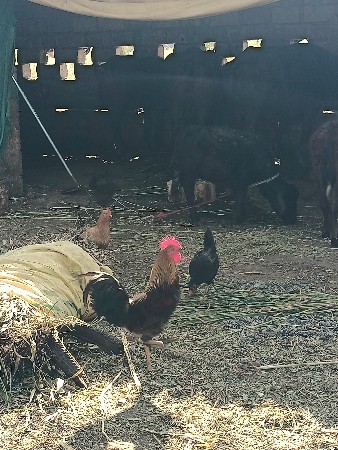 थंबनेल 2