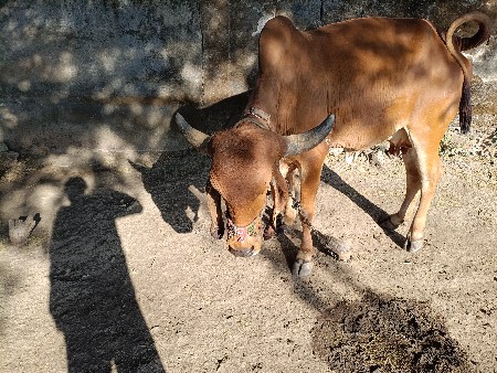 ગાય વેચવાની છે