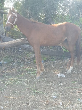 આ વશેરી વેચવાની છે