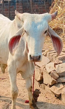 थंबनेल 2