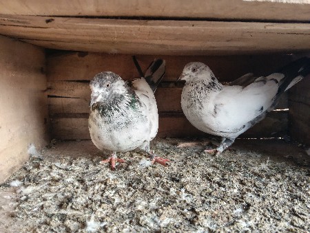 થંબનેલ 2