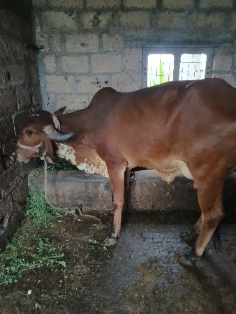 थंबनेल 3