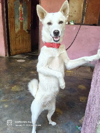 પામોલીન ફીમેલ