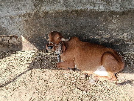 ગીર ગાય નુ ઘી વેચવાનું છે