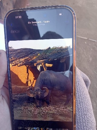 ભેંસ વેસવાની