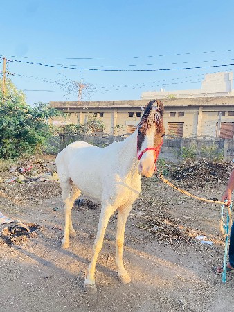 थंबनेल 3